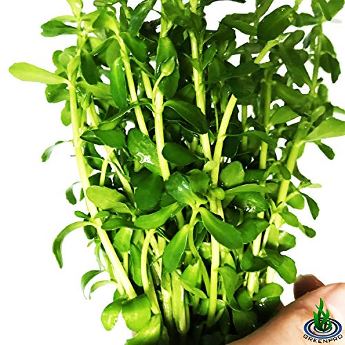 Bacopa Monnieri 3-Bunch Freshwater Live Aquarium Plants Background Fish Tank