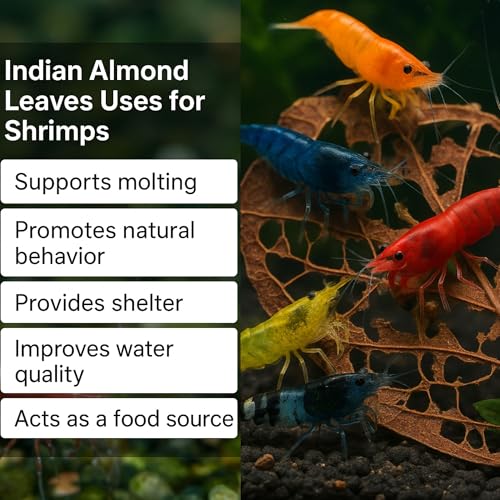Premium Catappa Leaves for Shrimp Tanks – 10 Indian Almond Leaves (6-7") for Neocaridina, Cherry, Amano & Ghost Shrimp, Snails, Crayfish, Biofilm Grazing & Blackwater Aquariums