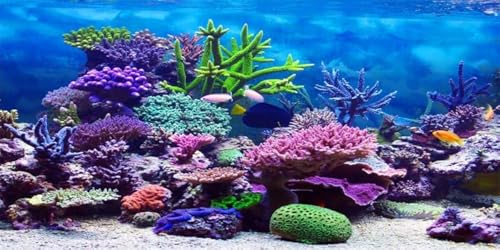 YongFoto Ocean Theme Fish Tank Background 24x12 inch Coral Seaweed Reef Rock Tropical Fish Underwater Sea World Polyester Backdrop Reptile Habitat Terrarium Aquarium Background - color: Underwater 2, size: 24x12inches
