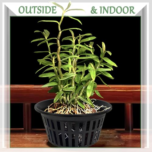5 Pack 11 Inch Heavy Duty Hydroponic Net Pots, Black Strong Plastic Slotted Mesh Baskets for Orchids, Staghorn Ferns and Airy Grid Planters, with Support Wire