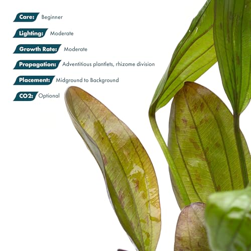 SubstrateSource Echinodorus Ozelot Green Sword Live Plant for Freshwater Aquariums, Natural Fish Tank Decorations, and Aquatic Decor (1 Pot (2-3 Plants)) - color: Ech. Ozelot Green, size: 1 Pot