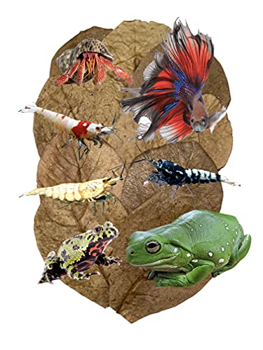 Awesome Aquatic Betta Shrimp Leaves 10 4"-6" Premium Catappa Indian Almond Leaves Aquarium Fish Shrimp Betta Tanks Blackwater Habitat Health Color Natural Habitat Tannin Improves Immunity
