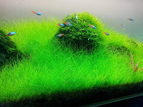 Tissue Culture Live Aquarium Plants | in Vitro Freshwater Aquatic Plants for Small Aquariums and Foreground (Dwarf Hairgrass) - style: Dwarf Hairgrass