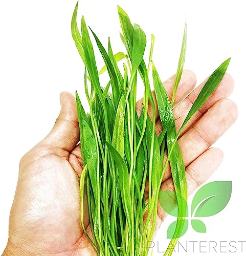 Echinodorus Xingu Bunch Background Easy Live Aquarium Plant Decorations BUY2GET1FREE