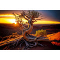 Desert Reptile Habitat Background Dead Tree Sunset Desert Terrarium Background Spectacular Sunset Desert Dead Tree Terrarium Backdrop Tranquil Desert Nature Landscape Aquarium Backdrop 24x12in - color: Root Gold, size: 24(W)x12(H)inches/ 60(W)*30cm(H)