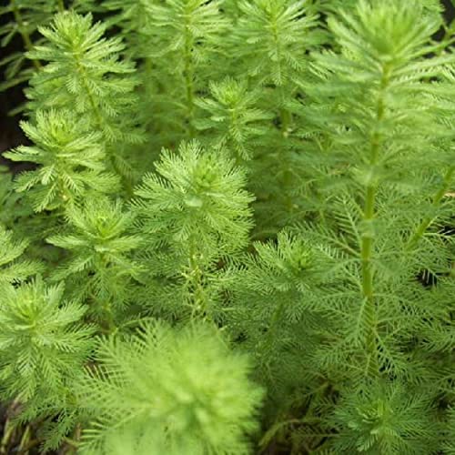 Chalily Parrot’s Feather, a Great Live Pond Plant for Your Water Garden. Filters The koi and Goldfish Pond. Good for Bogs, Plant Shelf or Shallow Water This marginal Aquatic is a Real Beauty - color: Parrot's Feather