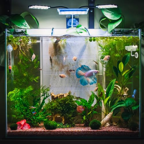 Aquarium Shrimp Fish Feeding Dish, Small Fish Feeder Dishes Clear Feeder Dish Betta Fishes Accessories Food Tray Container with Suction Cup Shrimp Tank Accessories (Sakura Shaped)