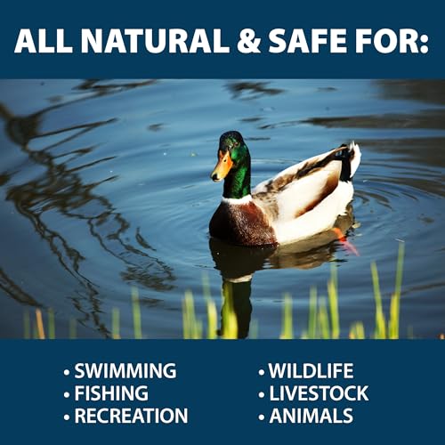 Airmax MuckAway Natural Beneficial Bacteria for Outdoor Ponds & Lakes, Muck, Sludge & Noxious Odor Solution, Easy to use Enzyme Tablets, Cleaner Beach & Shoreline, Fish, Pet & Wildlife Safe, 8 Scoops - size: 8 Scoops
