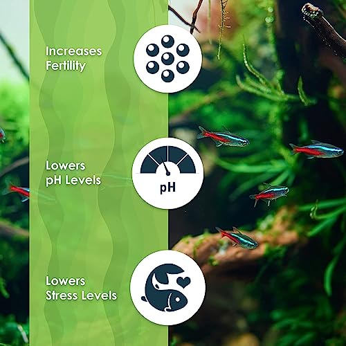 SunGrow 50 Pcs Mini Catappa Indian Almond Leaves for Betta Fish Aquarium, Shrimp, Frogs, Improves Habitat, Gives Tea Color, Helps in Lowering Aquarium Water pH, Improves Immunity