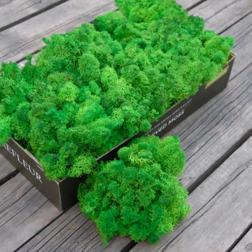 Preserved Reindeer Moss Natural Green DIY Kit Gardenning Art Wall Decor Florist Decor Easter Table Decor Wedding - color: Green-14, size: 0.85 lb