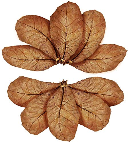 SunGrow 10 Pack Axolotl Indian Almond Leaves for Aquarium, 5-Inches, Catappa Leaf Soothes Pet’s Slime Skin, Aquarium Water Conditioner Leaves Improves Tank Water Quality, Speeds Up Recovery Process - style: Medium (5")