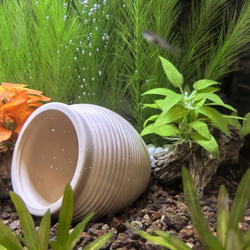 M2cbridge Pottery Ceramic Jar Natural Clay Vase for Cichlid Small Fish Shrimp to Play Hide Breed Habitat (Creamy Clay, 2pcs) - color: Creamy Clay, 2pcs