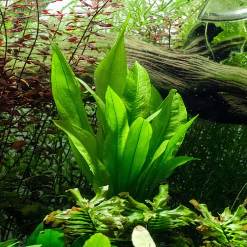 SubstrateSource Live Plant - Amazon Sword (Echinodorus Bleheri) - Beginner Friendly, Easy Care, Medium Light, Midground to Background Placement - Freshwater Aquarium Decoration - 1 Bunch (4-5 Plants) - color: Ech. Bleheri, size: 2 Pots