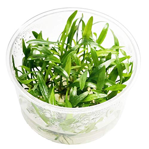 Cryptocoryne Lucens Tissue Culture Live Aquarium Plant Tropical Freshwater Decorations BUY2GET1FREE