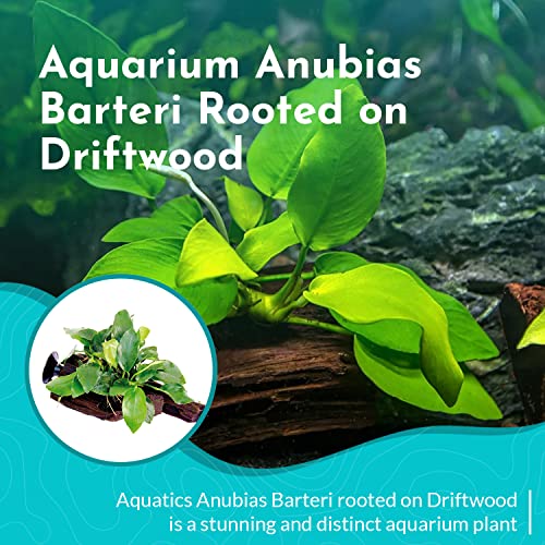 Anubias Large on Driftwood - Live Aquarium Plant - Freshwater - Low Light