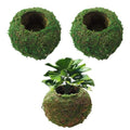3 Pack Moss Ball Flower Pots,7 in Natural Planter Bonsai Plant Holder Bird Nest for DIY Gardening Home Table Decoration,Weave Moss Ball Planter,Garden Plant Potted Hydrating Flowerpots