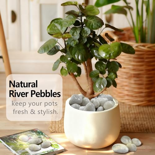 5LB White River Rocks, High Polished 1–2 inch Decorative Pebbles for Indoor Plants, Aquarium & Fish Tank Rocks, Garden Landscaping Stones, Vase Fillers, Lava Rocks for Plants & Pathway Decor