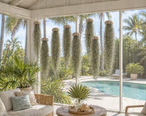 Jellyfish Spanish Moss Live Hanging Tillandsia Air Plant Ornament in Alfonso Sea Urchin Shell Home Decor, Unique Gift, Beach Housewarming Present, Wedding Party Favor or Table Place Card Holder - size: Large Alfonso Urchin