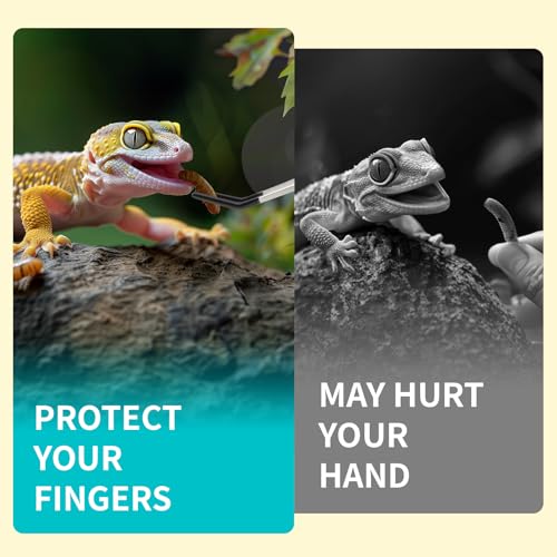 3 Pcs Stainless Steel Reptile Feeding Tool Set with 2 Rubber Tipped Tongs and 1 Crested Gecko Feeding Spoon, Crested Gecko Tank Accessories for Geckos, Lizards, Bearded Dragons, and Small Animals