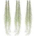 ragnaroc Tillandsia Usneoides ‘Thick-Colombian Spanish Moss’ - ragnaroc Indoor Tropical Plant 16” / 6 oz - Live Arrival Guaranteed - Live Air Plant & House Plants for Home Decor & Gift - size: 6 Oz