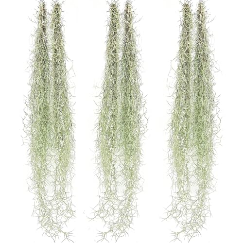 ragnaroc Tillandsia Usneoides ‘Thick-Colombian Spanish Moss’ - ragnaroc Indoor Tropical Plant 16” / 6 oz - Live Arrival Guaranteed - Live Air Plant & House Plants for Home Decor & Gift - size: 6 Oz