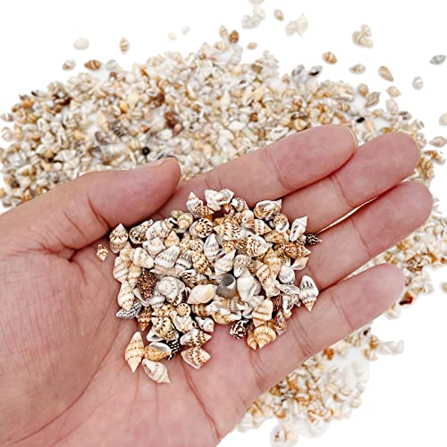 Tiny Sea Shells, Mixed 1500 PCS Ocean Small Beach Spiral Seashells Craft Charms for Home Decorations, Beach Theme Party, Candle Making, Wedding Decor, DIY Crafts, Fish Tank and Vase Filler - color: 1500pcs Seashells