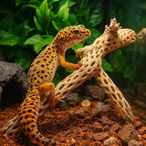 Koyal Wholesale 12” Natural Cholla Wood Branch for Aquarium, Shrimp or Betta Tank Décor – Real Desert Wood for Reptile or Terrarium Habitat, Aquarium Safe Driftwood for Fish Tank Decoration - size: 12-Inch