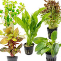 Swimming Creatures Live Aquarium Plants (4 Potted Plants) - color: 4 POTTED PLANTS