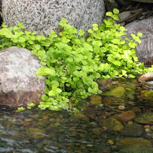 Chalily Creeping Jenny 'Green', a Great Live Pond Plant for Your Water Garden. Filters The koi and Goldfish Pond. Good for Bogs, Plant Shelf or Shallow Water This marginal Aquatic is a Real Beauty - color: Creeping Jenny 'green'