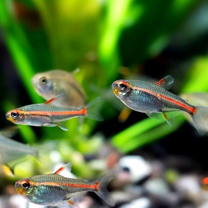 Swimming Creatures™ 10 Glowlight (Glo-Lite) Tetra (Hemigrammus erythrozonus) – Tropical Freshwater Aquarium Fish Live