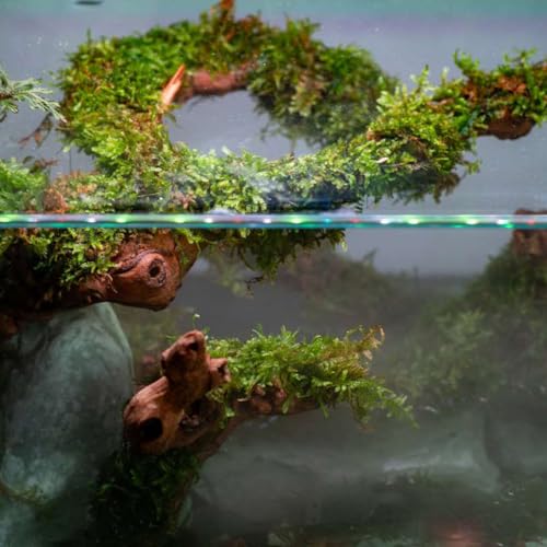 SubstrateSource Christmas Moss Live Aquarium Plant - Freshwater Fish Tank Decorations for Natural Aquatic Décor (Golf Ball) - color: Christmas - Golf Ball, size: 1 Pack