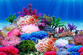 ELEBOX Aquarium Background Poster, Undersea Water Plants Sea Anemone Coral Aquarium Decor Background Double Sides Fish Tank Background Sticker Decorations 10 Gallon 20 Gallon Tank 11.8"x24.4"