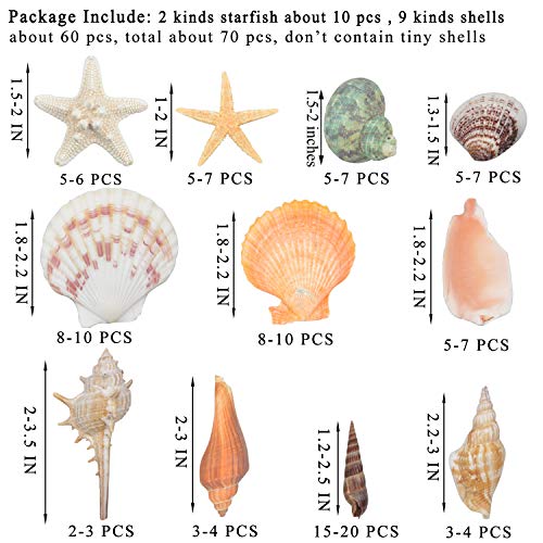 Sea Shells Mixed Beach Seashells 9 Kinds 1.2"-3.5 "Various Sizes Natural Seashells and 2 Kinds of Natural Starfish for Beach Themed Party DIY Crafts Fishtank Vase Fillers Home Wedding Decorations - color: Various