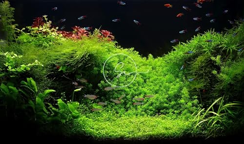 Swimming Creatures™ Live Aquarium Plants (Java Moss (25sq inch Portion)) - color: Java Moss (25sq inch Portion)