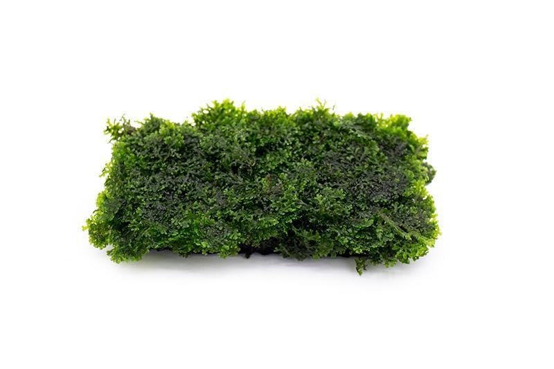 SubstrateSource Live Aquarium Plants on Driftwood, Lava Rock, Moss, Fiber Mat - Freshwater Fish Tanks - Easy, Beginner Friendly (Mini Pellia on Stainless Steel Mesh, (1 Pack)) - color: Mini Pellia - Stainless Steel, size: 1 Pack