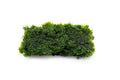 SubstrateSource Live Aquarium Plants on Driftwood, Lava Rock, Moss, Fiber Mat - Freshwater Fish Tanks - Easy, Beginner Friendly (Mini Pellia on Stainless Steel Mesh, (1 Pack)) - color: Mini Pellia - Stainless Steel, size: 1 Pack