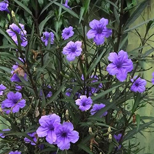 Chalily Blue Bells, a Great Live Pond Plant for Your Water Garden. Filters koi and Goldfish Ponds. Good for Bogs, Plant Shelf or Shallow Water This marginal Aquatic is a Real Beauty - color: Blue Bells