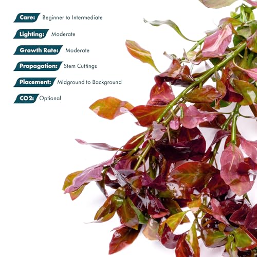 SubstrateSource Live Plant - Ludwigia Ovalis - Easy Care, Moderate to High Light, Green to Orange Accent, Freshwater Aquatic Plant for Aquascaping - Lead Bunch - color: Ludwigia Ovalis, size: Lead Bunch - 1 Pack