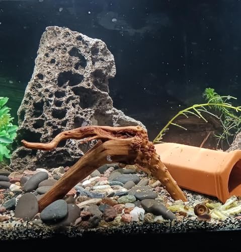 8pcs Natural Small Spiderwood Driftwood for Aquarium Decor Aquarium Driftwood Freshwater Reptile Driftwood Aquarium spiderwood (spiderwood 5-6inch 8pcs)