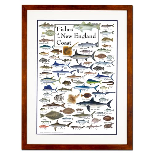 Earth Sky + Water - Fishes of the New England Coast - Double-matted Posters with Honey Frame - color: Honey Frame
