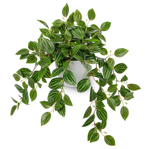 Briful Artificial Plants Indoor Fake Potted Silk Plants Faux Watermelon Peperomia Draping Plant for Home Office Bathroom Shelf Cabinet Tabletop Decoration(Green - 1 Pack) - color: Green Style#1