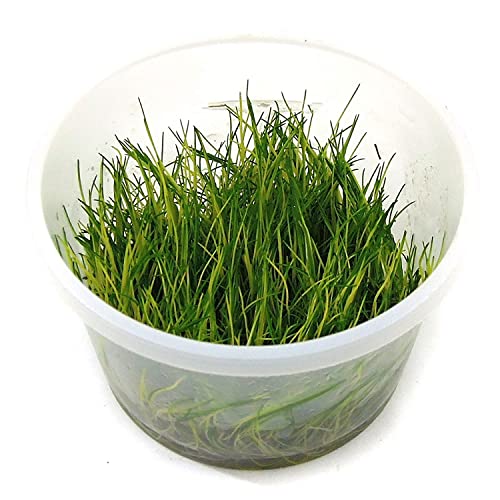 Tissue Culture Live Aquarium Plants | in Vitro Freshwater Aquatic Plants for Small Aquariums and Foreground (Dwarf Hairgrass) - style: Dwarf Hairgrass