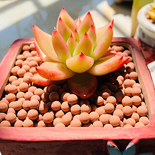 Clay Pebbles Gardening Ceramsite Orchid Hydroponic Grow Media Clay Rocks Drainage Water Purification Ceramsite Decor Cultivation Soil Stone Horticultural Grade for Soil Hydroponics Aquaponics 2.2lb - color: Clay Pebbles, size: 2.2 lb