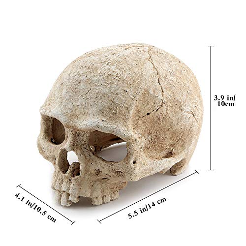 Aquarium Resin Skull, for Aquarium Decoration Reptile House Cave Family Daily Decoration