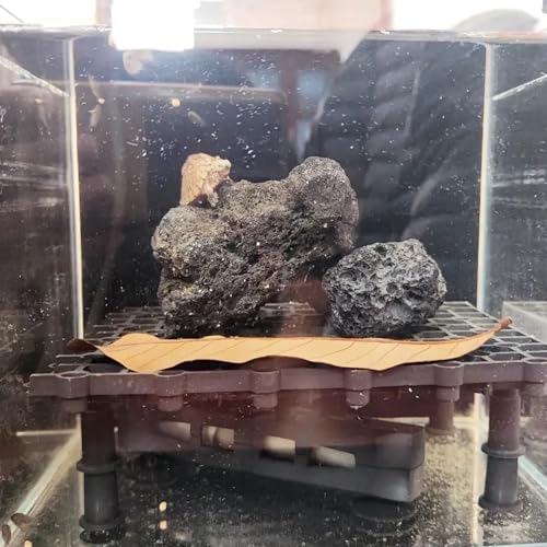 10 Pack Aquarium Black Lava Rock Fish Tank Volcanic Pumice Stones for Betta Fish Shrimp (1.96''-3.14'') - color: Black, size: L:2''-3.2''