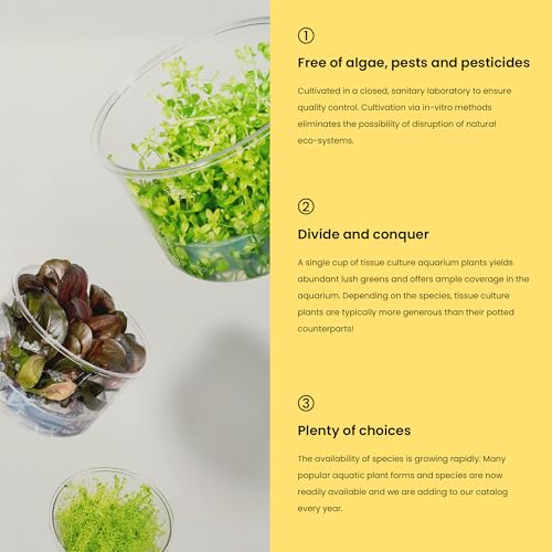 Ultum Nature Systems Alternanthera Reineckii Rosaefolia Red Stem Tissue Culture Live Plant for Aquarium, Aquascape, Freshwater Fish Tanks - 100% Snail Free in Vitro - color: Alternanthera Reineckii Rosaefolia Red