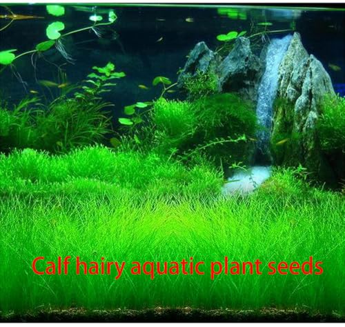 5 Bags Aquarium Plant S.e.e.ds, not Artificial Plastic Plant, Fish Tank Live Grass for All Substrate yjl133sz