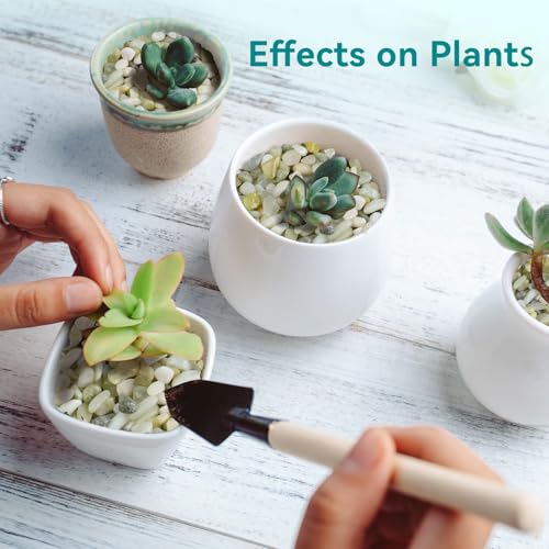 2.5 lbs Jade Pebbles for Indoor Plants, 1/5 Inch Succulent and Cactus Pebbles, Decorative Gravel for Vases, Bamboo,Terrarium, Crafts, Cactus - color: Jade