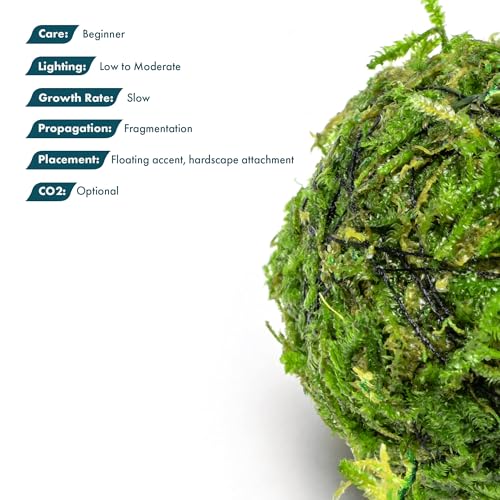 SubstrateSource Live Planted Decor - Christmas Moss Ball - Deep Green Freshwater Aquatic Plant, Low Light Aquarium Hardscape Accent for Aquascaping, Moderate Growth Rate - 1 Pack - color: Christmas Moss on Floating Ball, size: Floating Ball