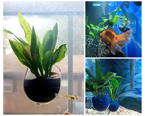DS. DISTINCTIVE STYLE Aquatic Plant Cups 2 Pieces Crystal Glass Plant Pot with 2 Suction Cups for Aquarium Decoration